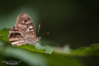 Photos de nature à vendre en reproduction