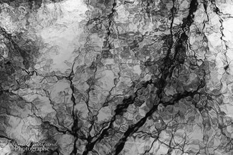 Photos de nature à vendre en reproduction