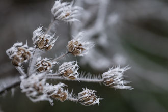 Photos de nature à vendre en reproduction