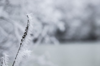 Photos de nature à vendre en reproduction