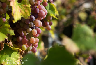 Photos de nature à vendre en reproduction