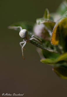 Photos de nature à vendre en reproduction