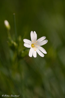 Photos de nature à vendre en reproduction