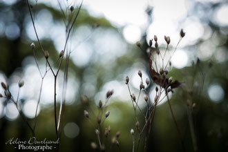 Photos de nature à vendre en reproduction
