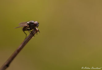 Photos de nature à vendre en reproduction