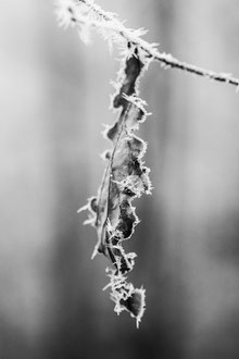 Photos de nature à vendre en reproduction