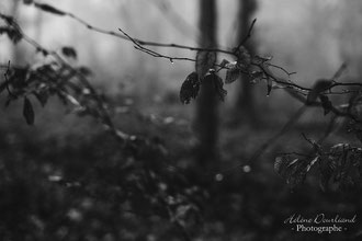 Photos de nature à vendre en reproduction