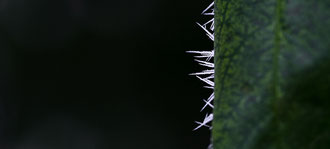 Photos de nature à vendre en reproduction