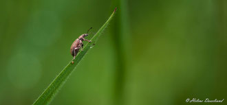 Photos de nature à vendre en reproduction
