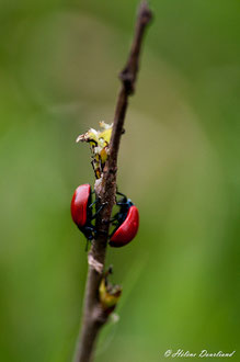 Photos de nature à vendre en reproduction