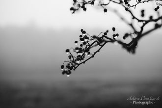 Photos de nature à vendre en reproduction