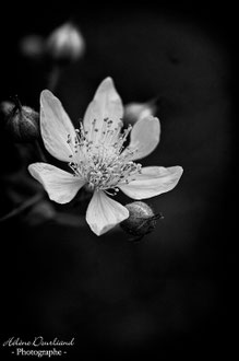 Photos de nature à vendre en reproduction
