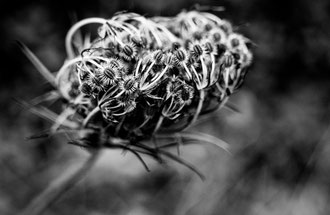 Photos de nature à vendre en reproduction