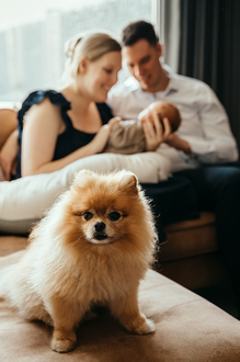 hond kijkt waakzaam in de lens, op de achtergrond een gezin met baby-babyreportage-newbornfotografie-Fotografils-by Ilse Wagemakers-fotograaf Essen