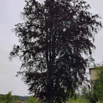 Rotbuche Vorher-Nachher