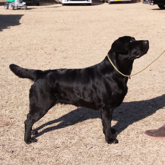レトリバー♡ラブラドール♡バーニーズオーダーパネル レトリバー♡ラブラドール♡バーニーズオーダーパネル いぬさん