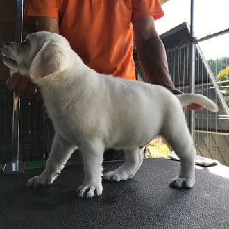 ラブラドール・レトリバー - ORANGE Labs Kennel