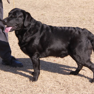 ラブラドール・レトリバー - ORANGE Labs Kennel