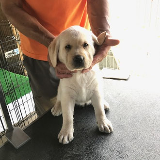ラブラドール・レトリバー - ORANGE Labs Kennel
