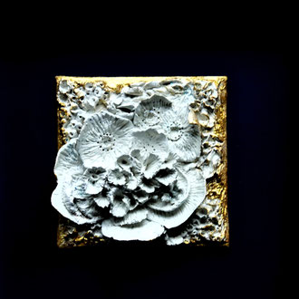 Korallensterben, Keramik im Casani-Bildkörper 