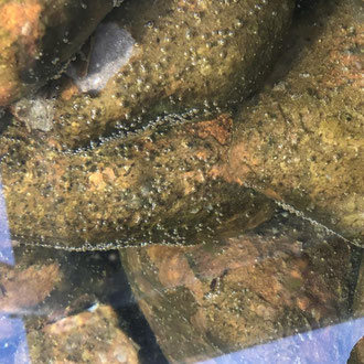 Luftblasen im Teich