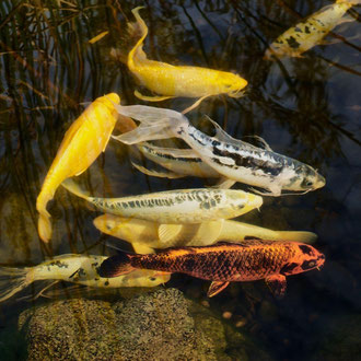 Koi-Gruppe