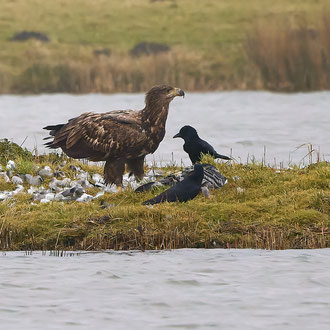 2 Seeadler, NABU Vogelstation Wedel - Foto: Pertti Raunto