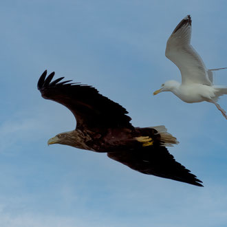 4 Seeadler wird von Möwen verjagt. - Foto: Adolf Dobslaff