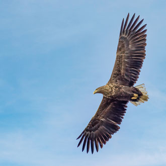 1 Seeadler wird von Möwen verjagt. - Foto: Adolf Dobslaff