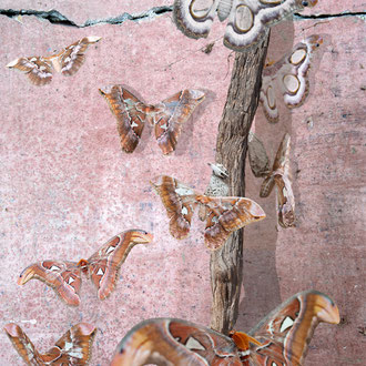 l'energia dormiente - sleepy energy - Stampa Giclée su carta cotone Hahnemuhle, cm 30x45,  Ed. n° 7 + II p.a.