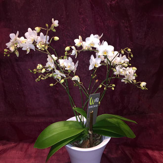 Wilde Orchidee ( "OPTIFLOR" Premium Klasse )