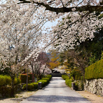 Enjoy strolling around the beautiful temple town of Sakamoto