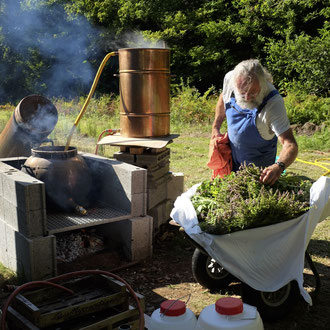 Distillation de basilic sacré