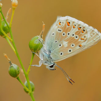 Silbergrüner Bläuling aus der Rhön
