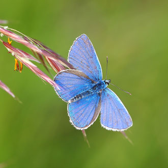 Ein Hauhechelbläulingmännchen beim Sonnenbad. Hauhechelbläulinge werden auch gemeine Bläulinge genannt. Allerdings schienen die Argusbläulinge in den letzten Jahren häufiger.