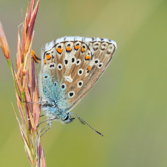 Noch ein Himmelblauer.