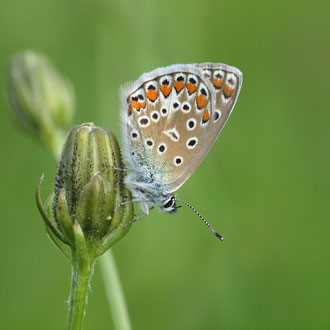 Das Weibchen auf diesem Bild tut uns den Gefallen den Basalfleck zu zeigen leider nicht.