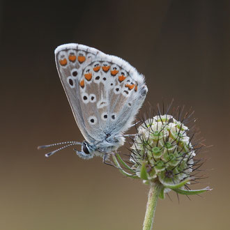 Ein Himmelblauer Bläuling. Der Name rührt von der schier unglaublichen Farbe der Flügeloberseite der Männchen her.