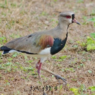 ﾅﾝﾍﾞｲﾀｹﾞﾘ