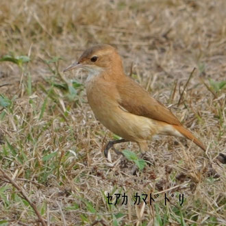 ｾｱｶ ｶﾏﾄﾞﾄﾞﾘ