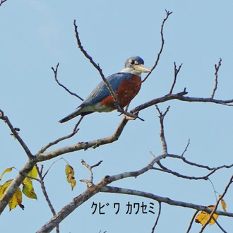 ｸﾋﾞﾜ ｶﾜｾﾐ