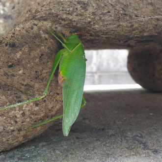 まつむしも暑そげ。