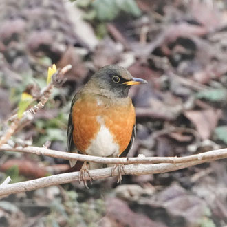 アカハラ