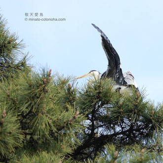 2022/apr前半 小田原