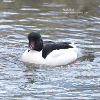 2020/feb/18　♂  足柄上郡