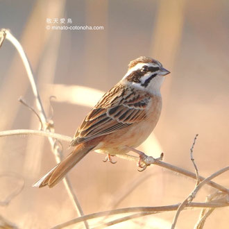 ホオジロ