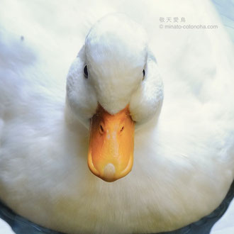 アヒル