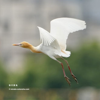 アマサギ