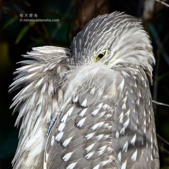 2020/mar/8   若鳥  足柄上郡