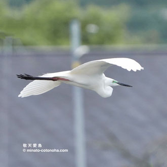 亜種 チュウダイサギ